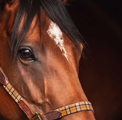 【フェブラリーS/データ攻略】ロードクロンヌとオメガギネスの「買い or 消し」 “単勝38倍勝ち馬”とリンクする穴候補は