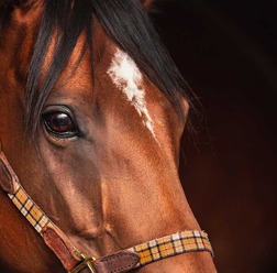 【阪神大賞典／データ攻略】レッドバンデとファミリータイムの「買い or 消し」　伏兵2頭で“ノーマーク厳禁”妙味馬は