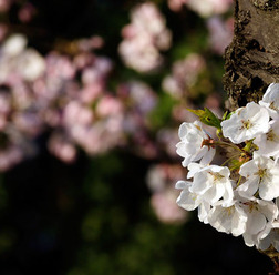 福島交通観光は、4月期間限定で春季観光バス「吾妻の雪うさぎ号」と「三春滝桜と紅枝垂地蔵桜」の2コースを運行する。