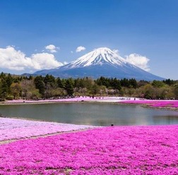 富士急行は、富士五湖の一つである本栖湖にほど近いエリアにある富士本栖湖リゾートにて、4月19日より「2014富士芝桜まつり」を開催する。