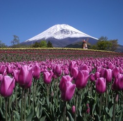 富士の裾野でチューリップ　5月3日