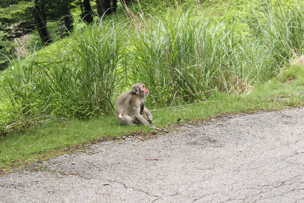 サルに遭遇。人を見ても逃げない。