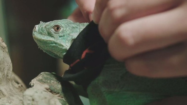 ライオンやワニがウトウト…リカバリーウエアを動物が着たら