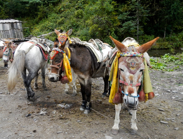 Nepal trekking