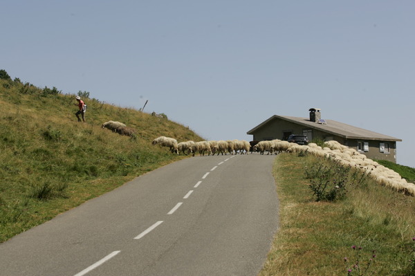 ヒツジ飼いの女性が草原を上っていた。道路を横切るときになにか言葉をかけると、羊たちが「わー、どうしよ。クルマ来ちゃう来ちゃう！」と早足になった