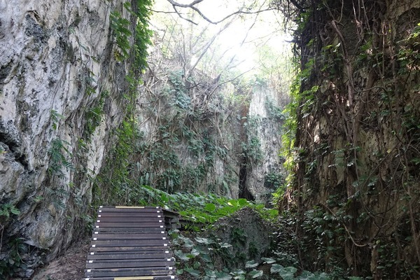 遊歩道が整備された山猪溝。壁面には植物の気根が広がる