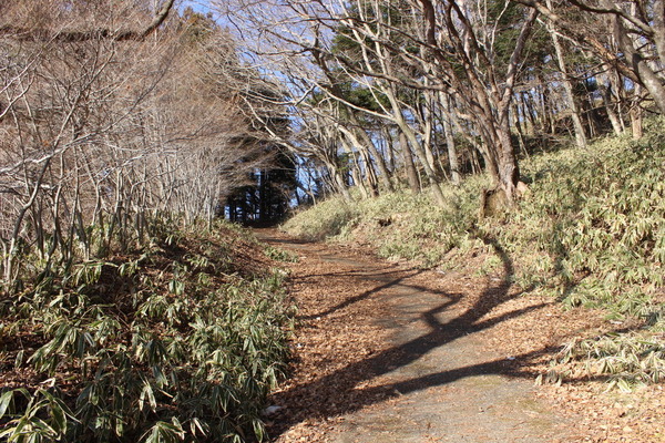 登山道はきれい