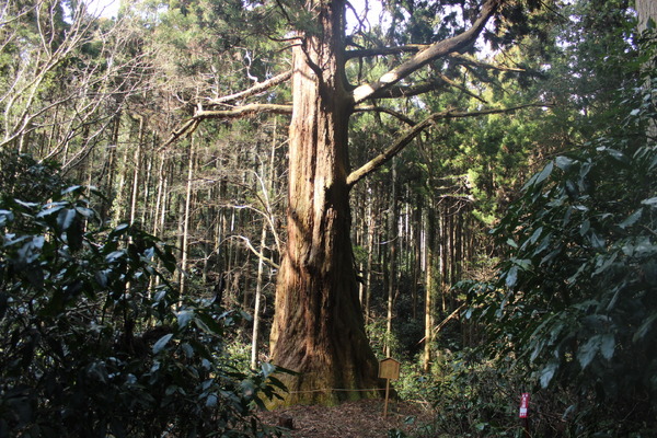茨城県・真弓山にある翁杉。樹齢940年を超える巨木だ。