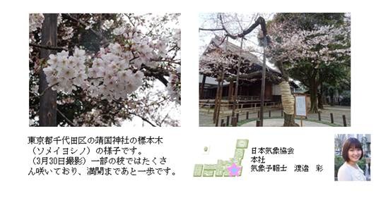 桜開花予想、関東以西で桜が満開に…日本気象協会