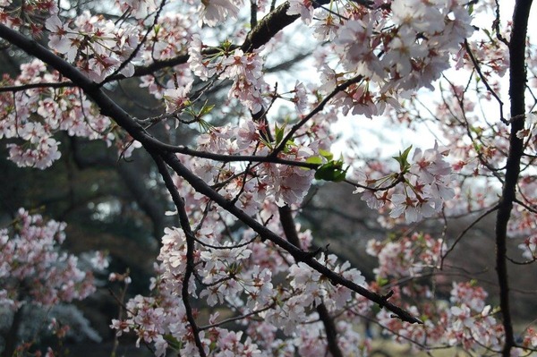 新宿御苑で桜を見るならこの3本！…オフィスに飽きたら桜の下で仕事しよう