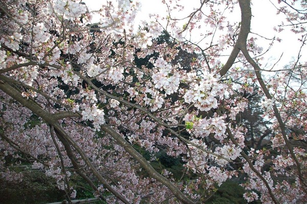 新宿御苑で桜を見るならこの3本！…オフィスに飽きたら桜の下で仕事しよう