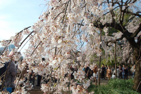 新宿御苑で桜を見るならこの3本！…オフィスに飽きたら桜の下で仕事しよう