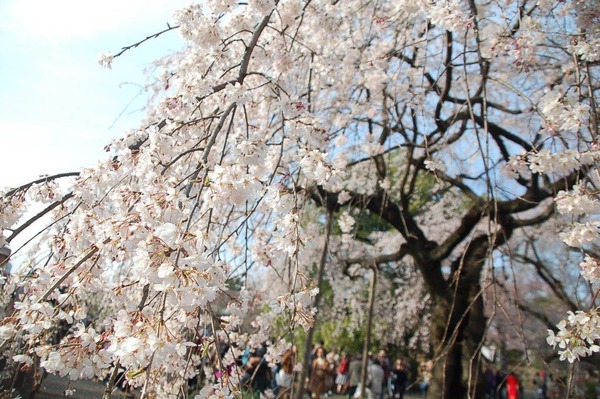 新宿御苑で桜を見るならこの3本！…オフィスに飽きたら桜の下で仕事しよう