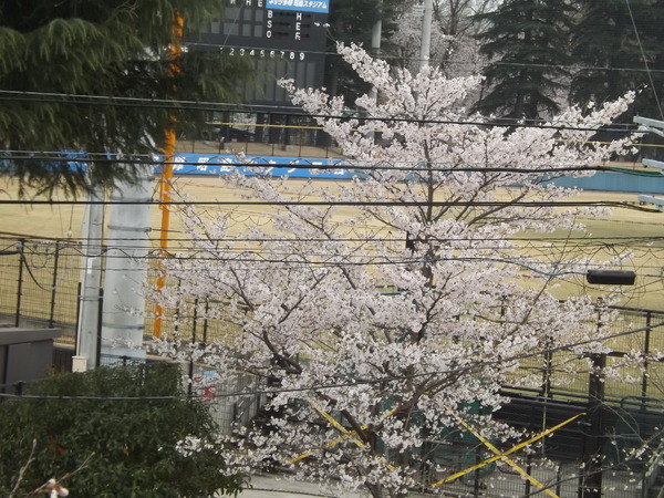 球場周辺は桜の木も多い