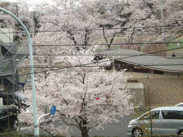 講演やスポーツ施設に歩き友情は桜も多くこの時期は美しい