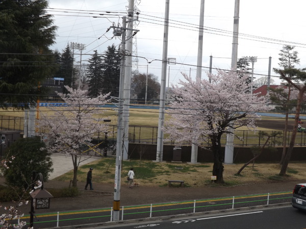 満開の桜が、球児たちを見守る春季大会