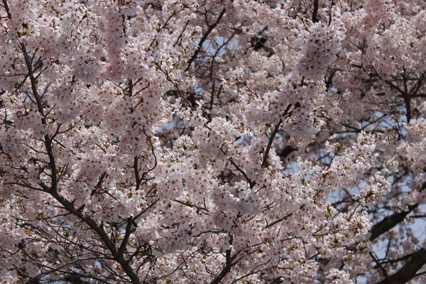 桜がすごくきれいに咲いていた