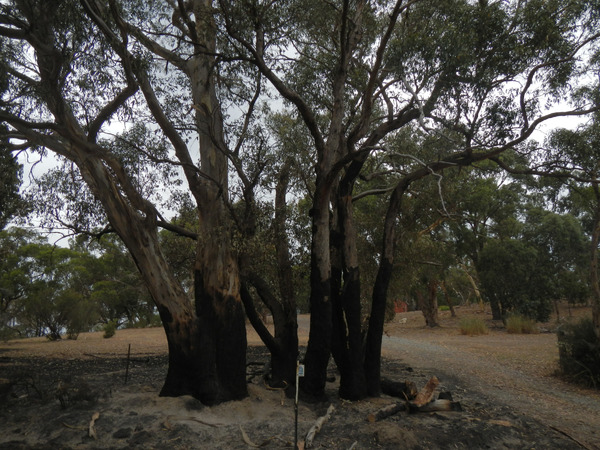 南オーストラリア州アデレードヒルズ2015山火事