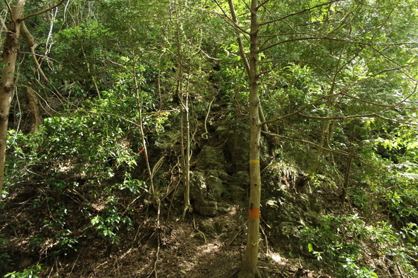 登山道の様子。テープはあるけど、あまりあてにならない。