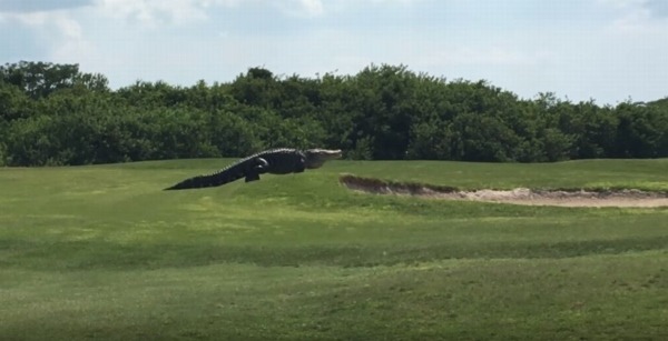 ほぼ恐竜！体長５メートル近くの巨大ワニがゴルフ場をノシノシと歩く