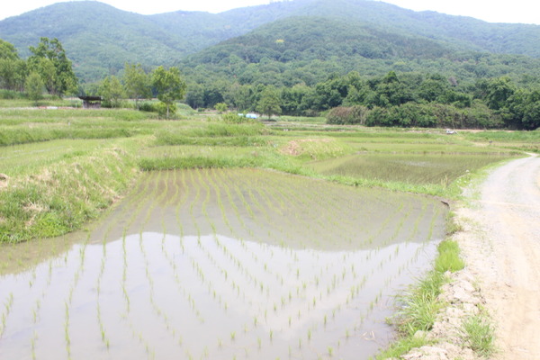 常願寺コースのスタートは、田園風景の中を歩いていく。