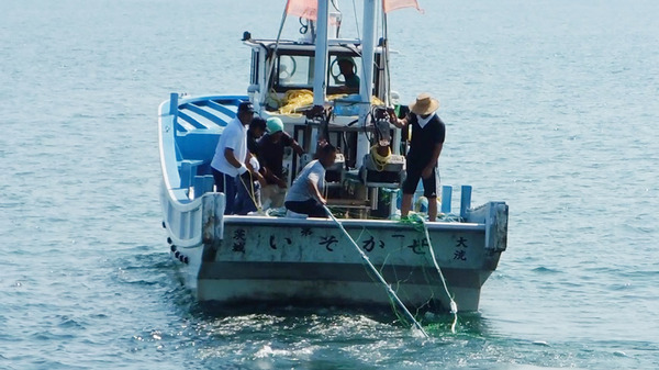 茨城県大洗町の海水浴場、7/16に海開き…サメ防護網設置