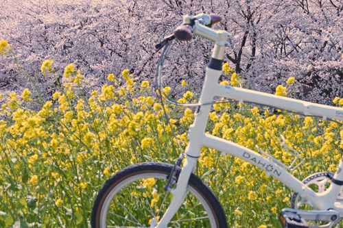折りたたみ自転車ダホンの乗り手がサイクリングの途中で見つけた素敵な景色