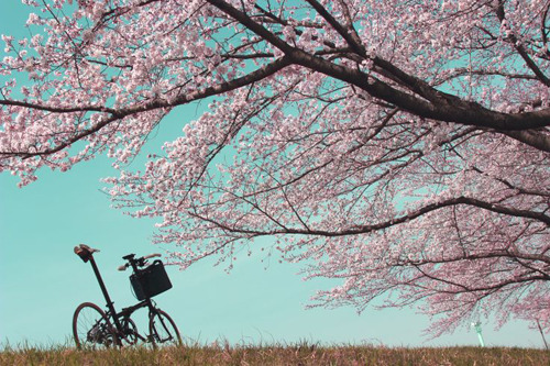 折りたたみ自転車ダホンの乗り手がサイクリングの途中で見つけた素敵な景色