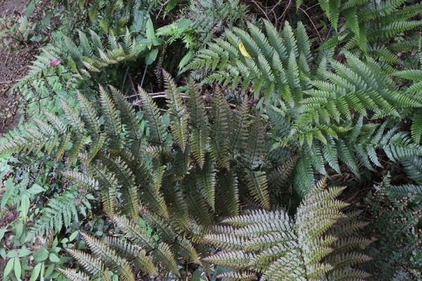 宝篋山の植物