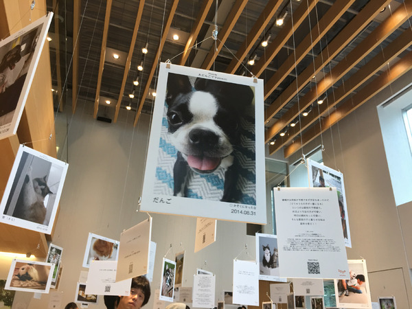 保護犬・保護猫がテーマの写真展「みんなイヌ、みんなネコ」開催