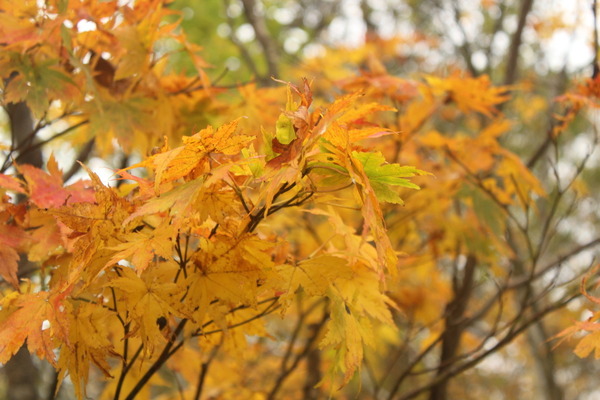 秋の到来を感じさせる、尾瀬ヶ原の紅葉