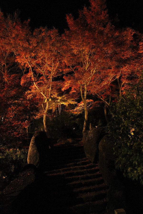 幻想的な夜のひとときを