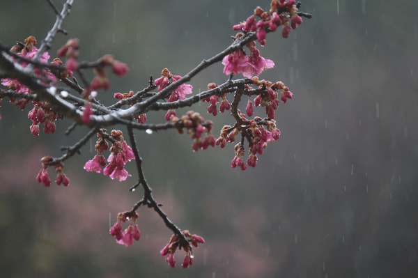 雨の記録