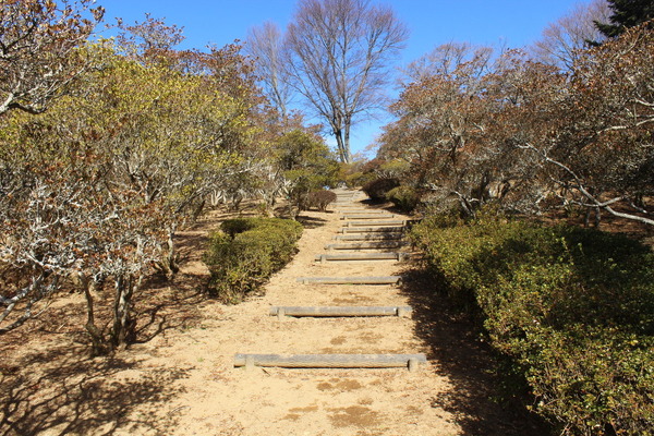 富士山のつつじ公園は、春になると見事なツツジの花が山いっぱいに広がる。