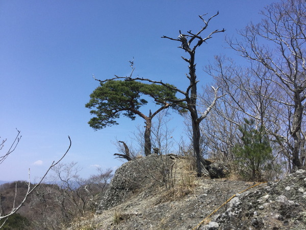 鍋足山山頂。松の木が生えている。