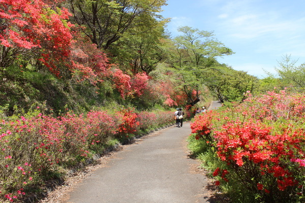 矢祭山公園に咲き乱れるツツジの花。