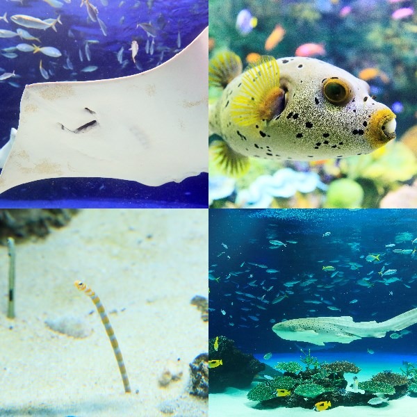 サンシャイン水族館でヨガ体験！女性限定イベント「水族館Nightヨガ」開催