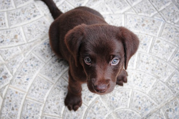 今日の練習は「子犬と遊ぶ」こと？サンフランシスコ・ジャイアンツのロッカーがモフモフ天国に