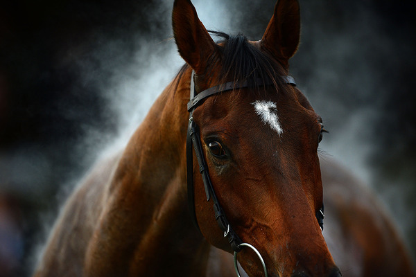 【競馬】朝日杯FS　武豊騎手、2歳GIはデータからも『鬼門』か？それとも買いか？