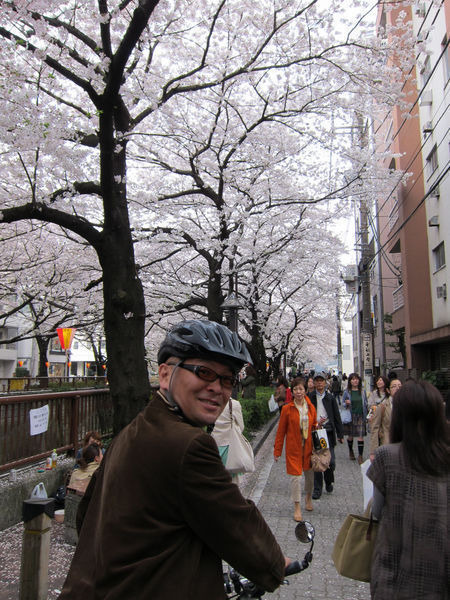 　疋田智の連載コラム「自転車ツーキニストでいこう」の第41回が公開された。今回のテーマは「2012年　今年の桜」と題して、例年以上にみごとな姿を見せてくれた桜の花をテーマに、自転車に乗って気持ちいい季節になったので走りに行こうと提案する。