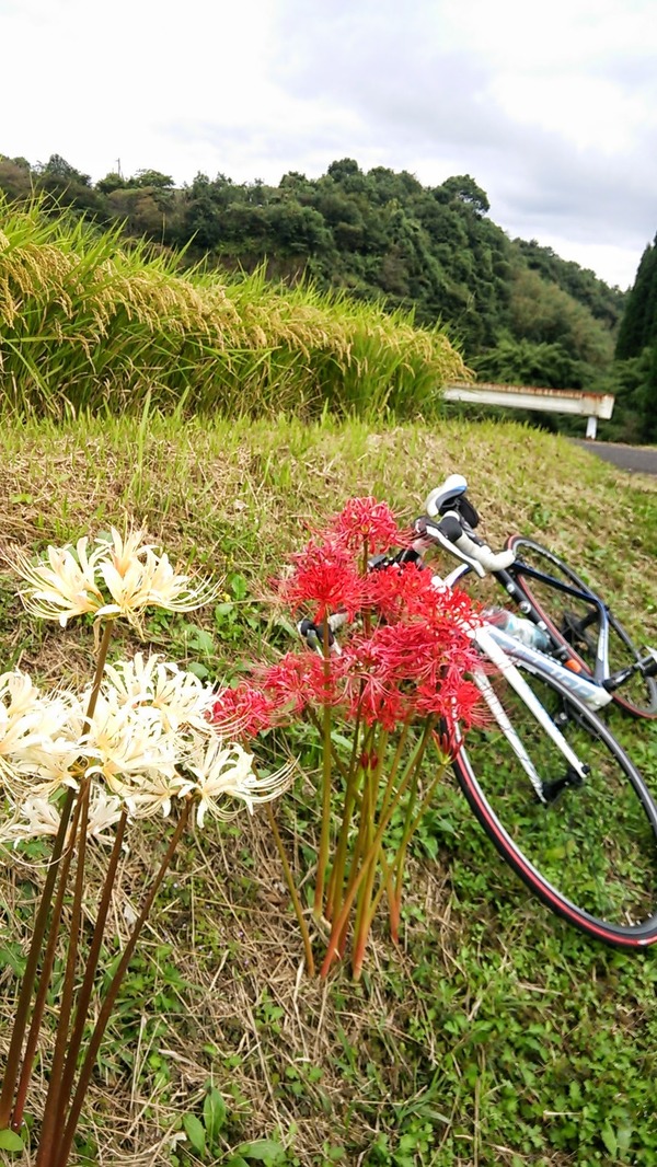 【南日本グルメライド】鹿児島も灰が降るんですorz