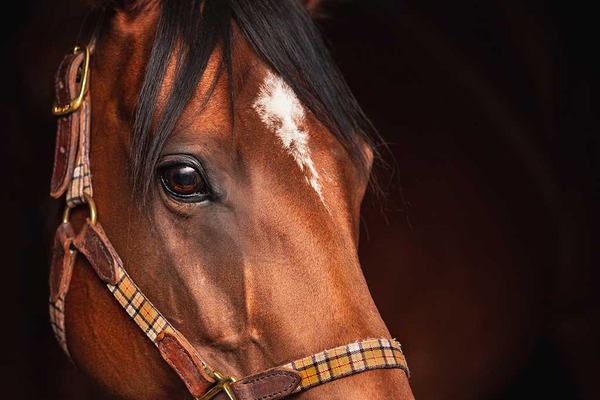 【有馬記念】ドゥラエレーデ回避に“ニヤリ”の陣営とは……「イクイノックス不在で復権へ」