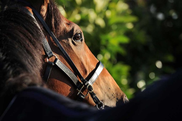 【京都記念／危険な人気馬】重賞ウイナーながら“消し”の根拠　「ここはベスト条件にあらず」