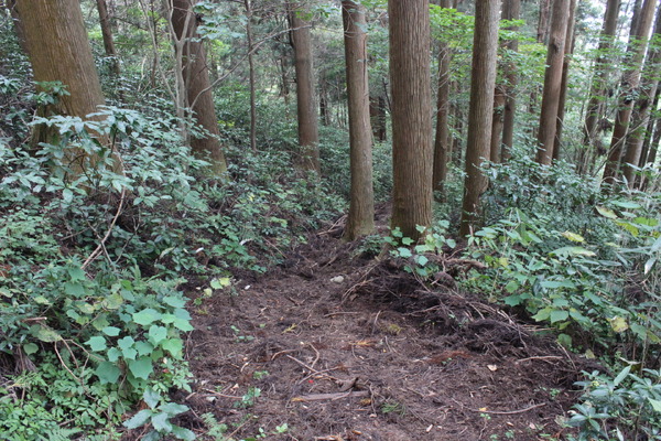 低山でのランチタイムを満喫し、満足感たっぷりで下山道へ……。あとは、下山して帰るのみ、と安心しきっていたら、まんまと道を間違える。