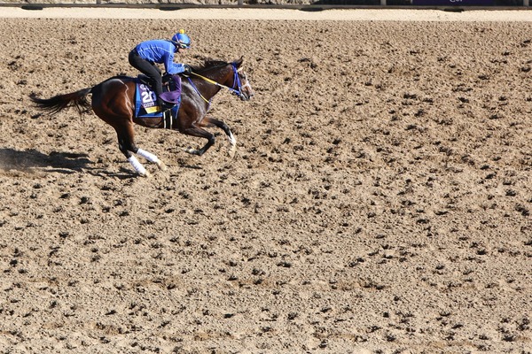 【根岸S／追い切り診断】ローテ意識の調整過程に「A」の高評価　猛時計マークで「スピード感たっぷり」