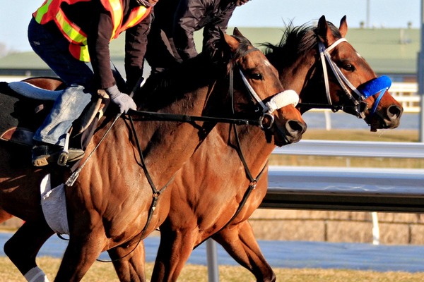 【根岸S／穴ライズ】やたらと相性が良い「得意条件」で急浮上　馬券外続く単勝“6人気”前後に軽視禁物の評価