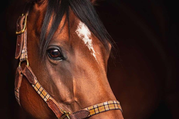 【フェブラリーS／データ攻略】ロードクロンヌとオメガギネスの「買い or 消し」　“単勝38倍勝ち馬”とリンクする穴候補は