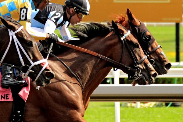 【阪神大賞典／追い切り診断】“申し分ない仕上がり”に高評価「A」　明らかに良化して「一矢報いる存在」に要警戒