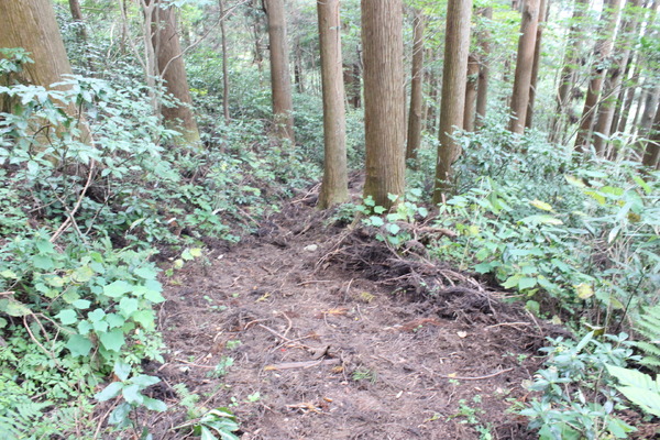 誤って踏み入れた登山道。そういえば、看板も道も新しかった。切り開かれたばかりの道といった印象。