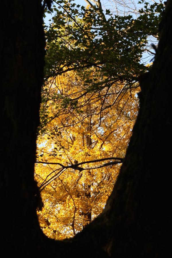 紅葉狩りへ晩秋ライド、薩摩のユイの壁に遭遇